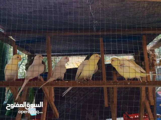 4 زواج طيور حب هولنديات امايات كبار بزارات زوج 10 قفل مستعجل للبيع عيون حمر