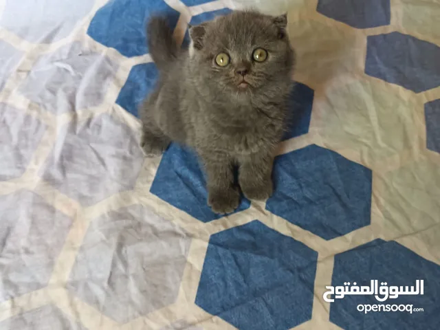 Pure Persian Kittens