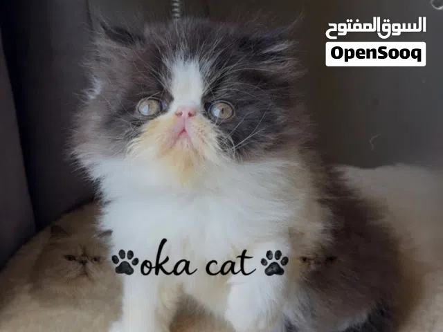 ذكر بيكي فيس 50 يوم