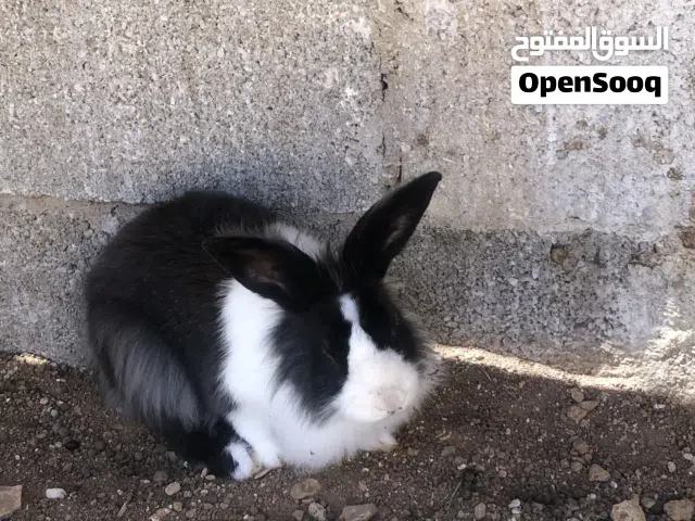 أرانب أسدي للبيع