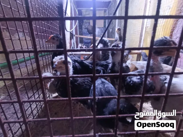 دجاج عرب  ابو ركيبة