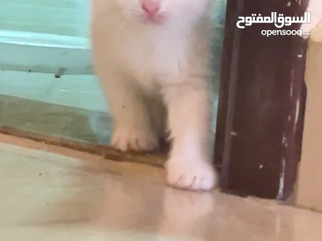4 قطط شيرازي ومكس شيرازي – عيون ملوّنة وجاهزين للبيت الجديد ذكور واناث العمر 50 يوم