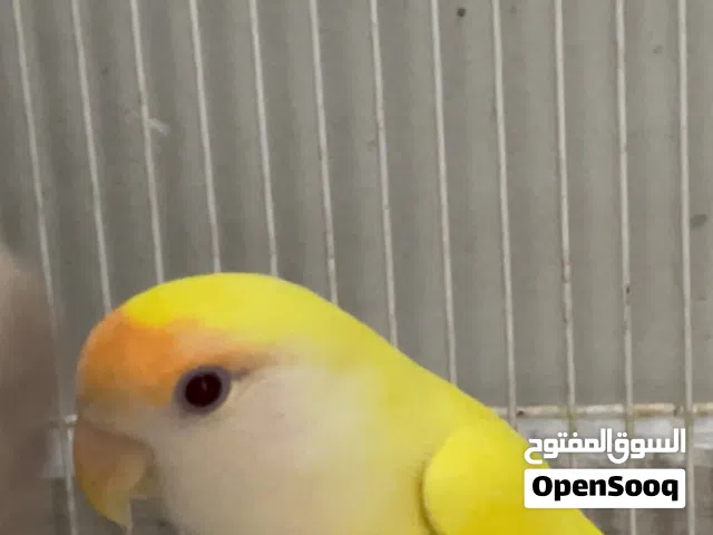 أسم كوكو والسعر عند التواصل