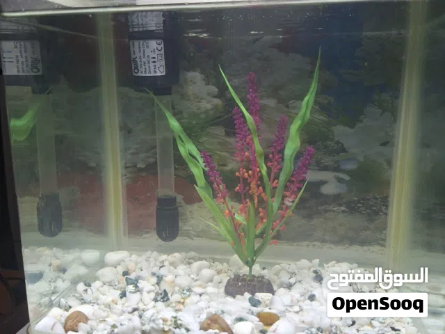 tank for sale