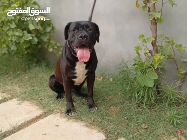 انثي كين كورسو
