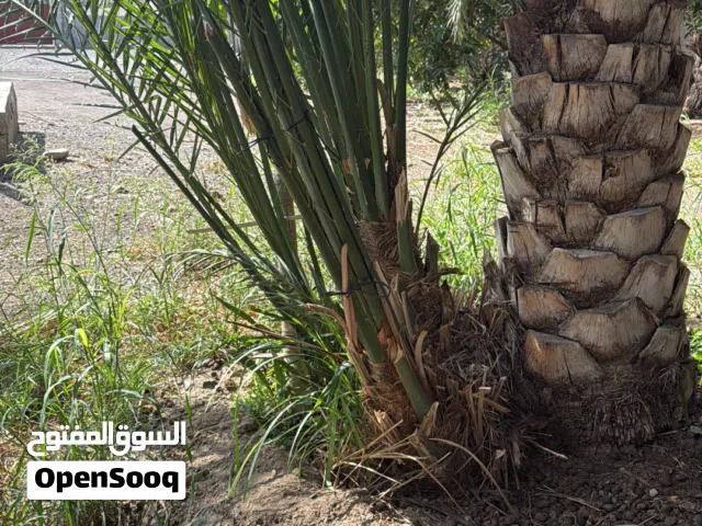 فسائل للبيع او صرم