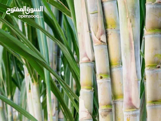 القصب السكري قصب فرز اول بإذن الله خالي من السوسو كتير الماء قصب اولاد الحج محمد