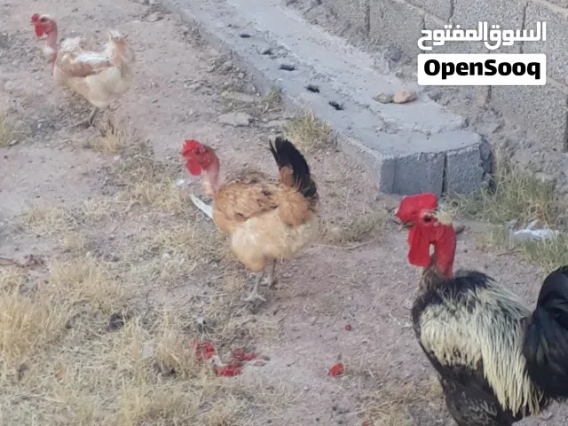 صردوك ودجاجتين فرنسـاويات عـز ماتكسب عزماتربي بسـعر حرق 350