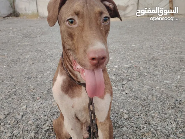 للبيع كلب بيتبول  اقل من سعر سوق اقراء وصف