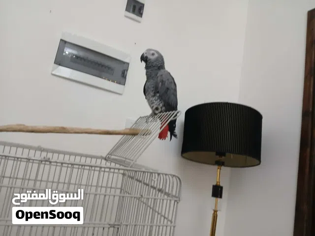 ببغاء هرب مني في السبعه جيهة مشروع الموز من يتحصل عليه يتواصل معاي ولديه مكافاه ماليه