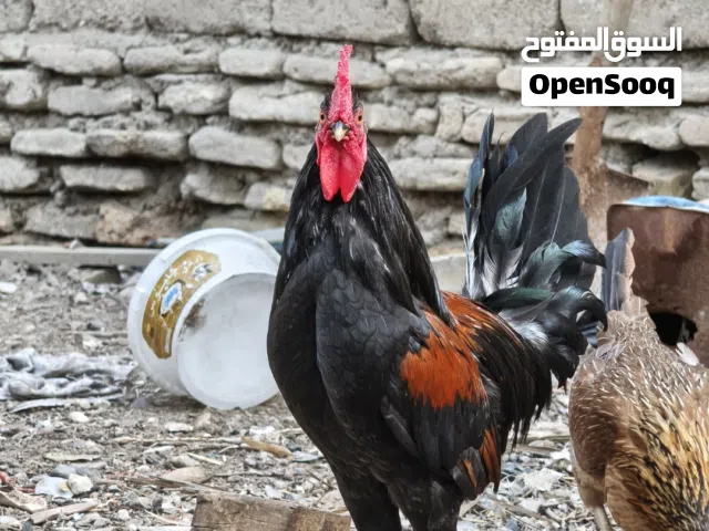 ديك عربي نقي لون اسود كحلي