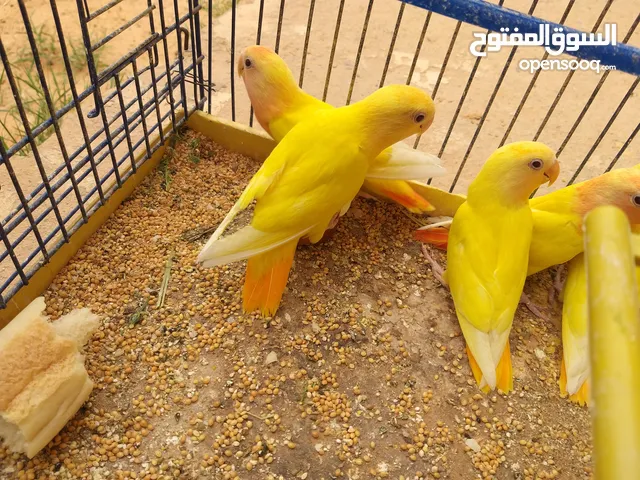 بركديلو اورنج عين حمراء 3 لفة حمراء عين حمراء 6