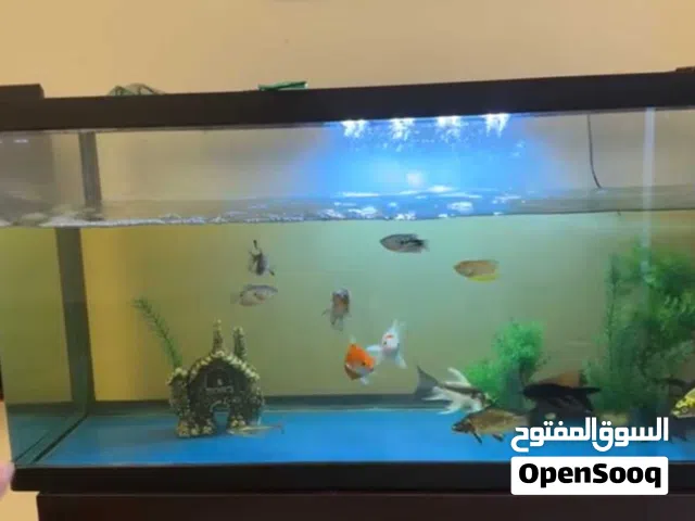 للبيع حوض اسماك كبير ورائع مع الأسماك والملحقات ونوادر الأسماك