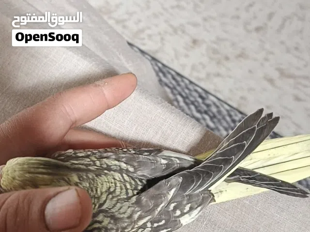 متاح افراخ كوكتيل استوه انفطمت فول لالفه
