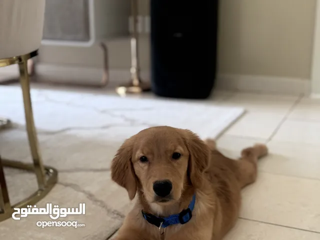 Golden retriever 3 months old-male
