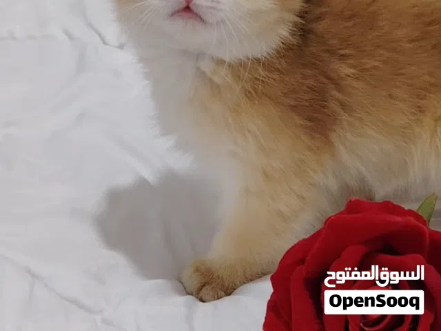 قطط مميزه من سلالت راقيه