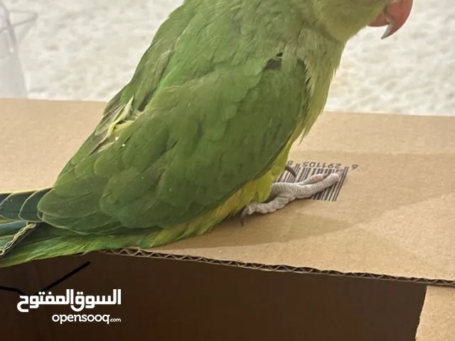 ببغاء درة 1