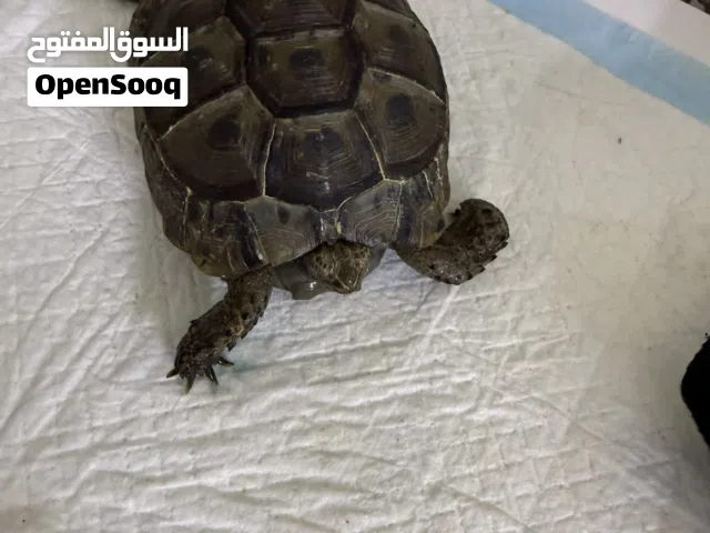 أبيع سلاحفا ب 250 ايذا خلصت اليوم ب راعيك ب السعر
