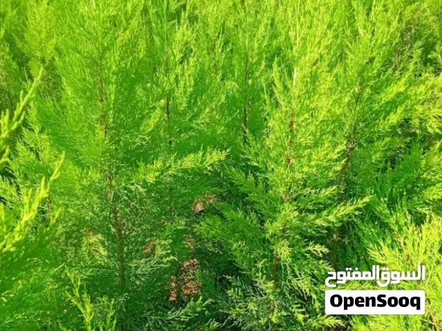 جميع انواع الاشجار المثمرة  المقزم و المثمره ملوكي وانواع اشجار الزينه الخارجيه الداخليه وازينه مقزم