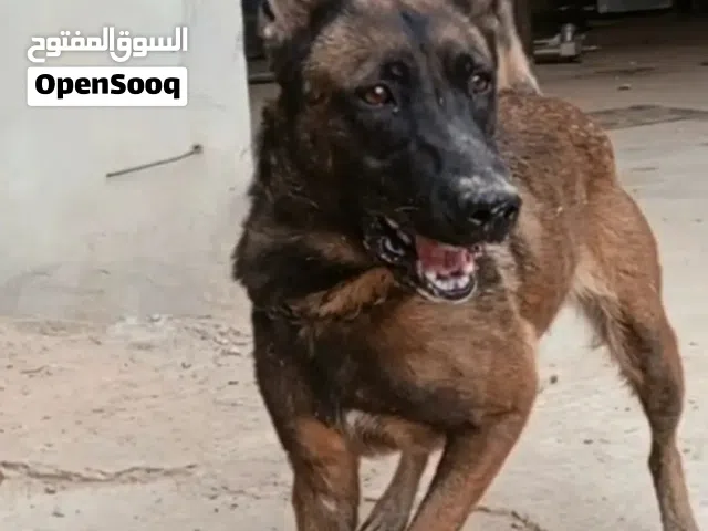 مالينوا بلجيكي انتاية العمر سنة ونص