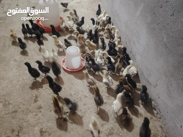 افراخ دجاج عرب صحه ونظافه خير من الله سعر الزوج 4000 العدد 40 زوج تقريبآ