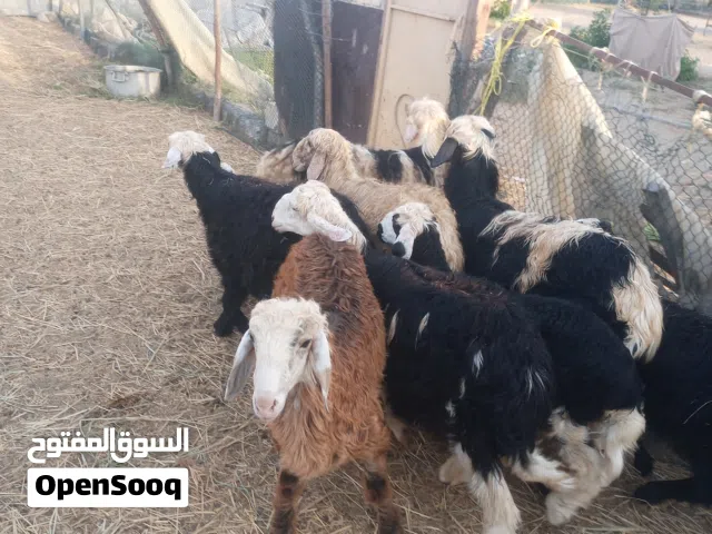 كبشان نجديه للبيع سمان فل ما شااء الله