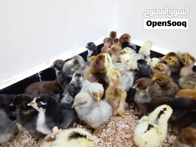 متاح افرخ دجاج عرب عراقي سعر التك 1000