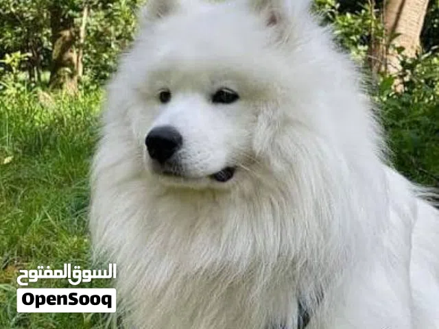 كلاب السامويد