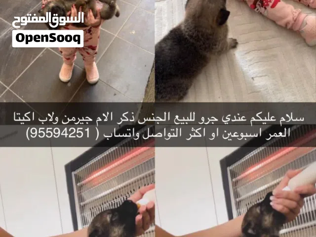 الكلب تربية منزل