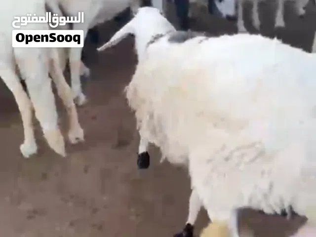 21 نعجه درجه اولى