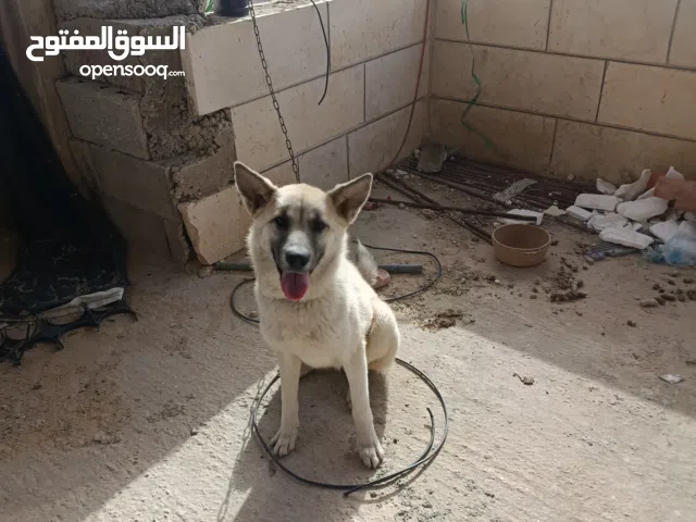 بيع كلاب وقطط