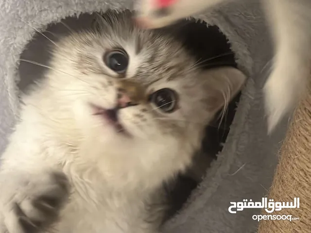 قطه للبيع شيرازيه في مدينه العين ب 1500