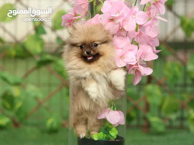 بومرانين تيكب وميني وستندر العمر من 60 يوم