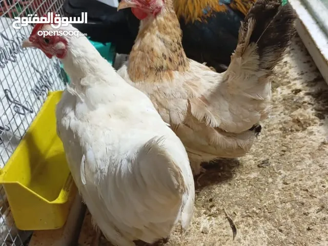 دجاج النكزاكي