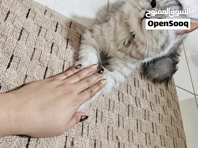 Female persian cat