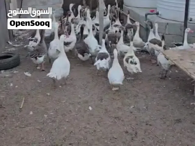 وز عراقي منتج أزواج للبيع جمله تابع الوصف