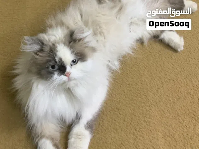 قطه للتبني مكس شانشيلا شيرازي