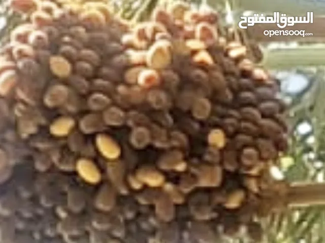 تمر برحي للبيع