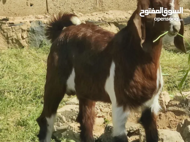 تيس هندي في صنعاء