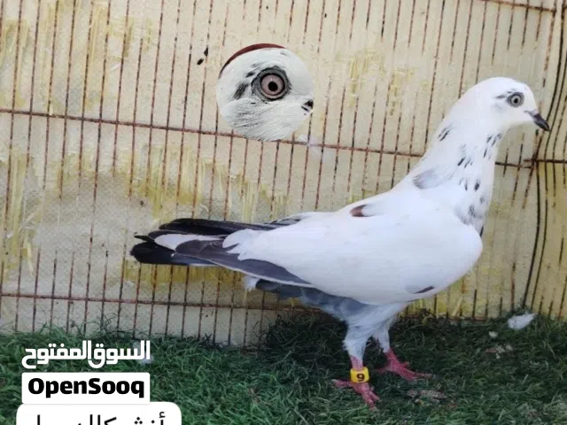 للبيع حمام باكستاني