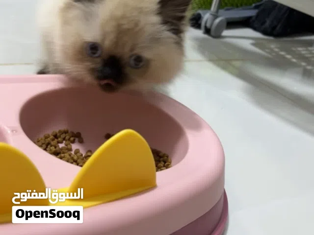قط همالايا