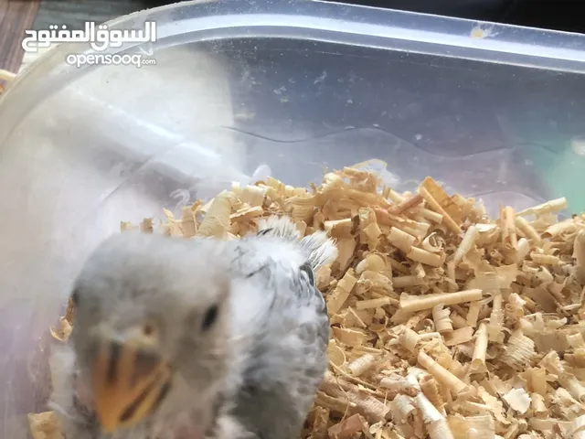 فرخ روز سينابون بلو العمر 35يوم