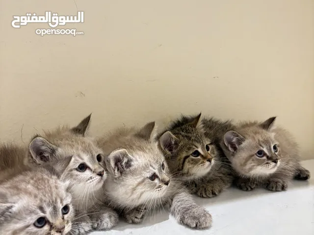 Kitten trying to find there forever home