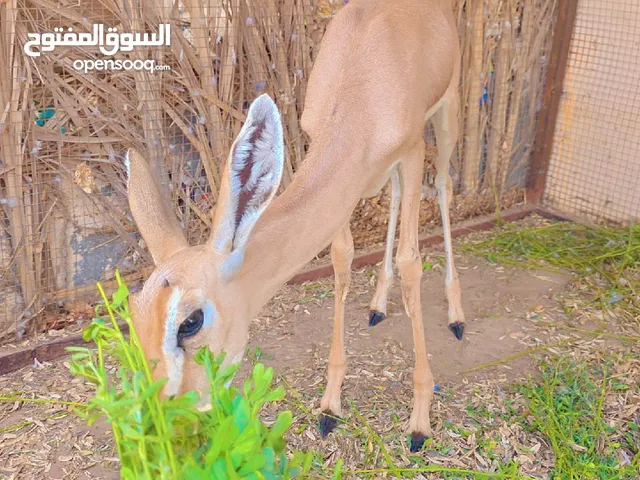 بيع غزال الديماني ( ذكر ) 4 اشهر