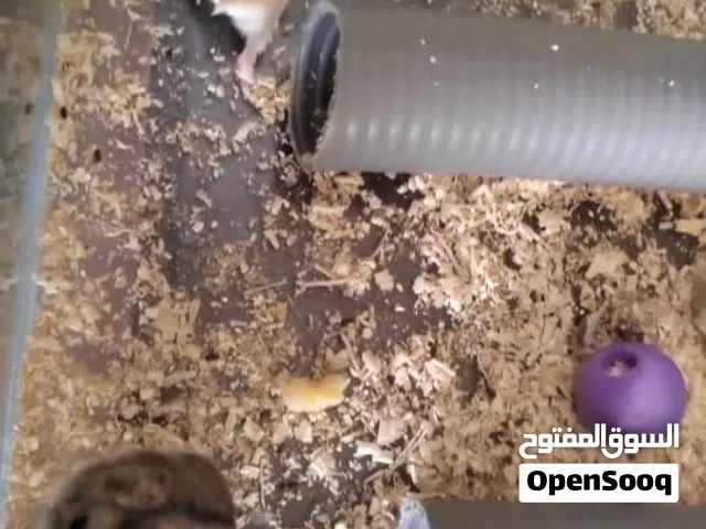 زوج هامستر للبيع