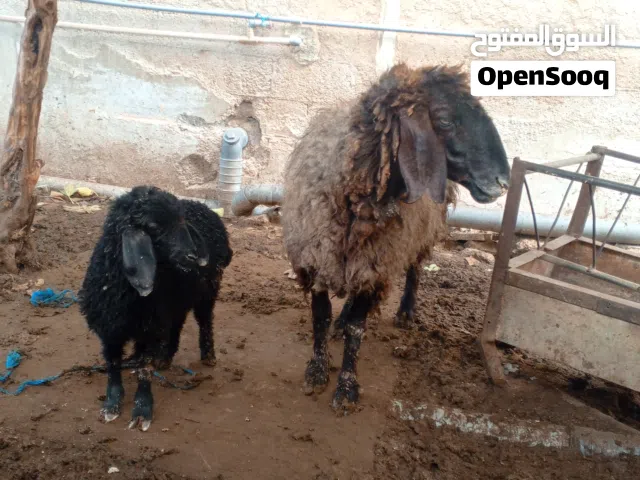 3نعجات 2مواليد ووحدة دارة