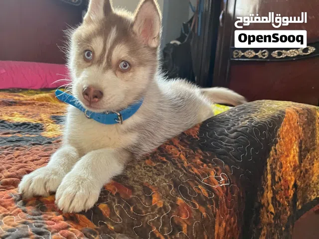 جرو هاسكي تقليب عالي