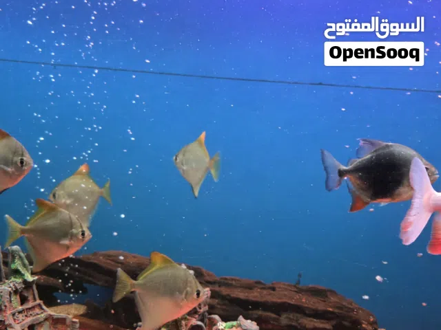 سمك بحجم الكف