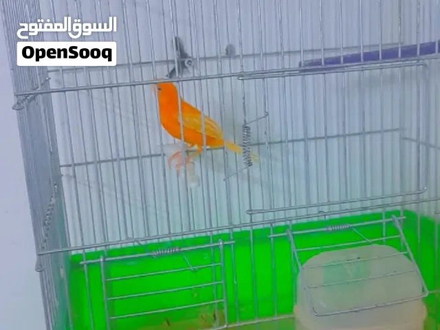 فحل كنار  ماشاء الله تبارك الرحمن