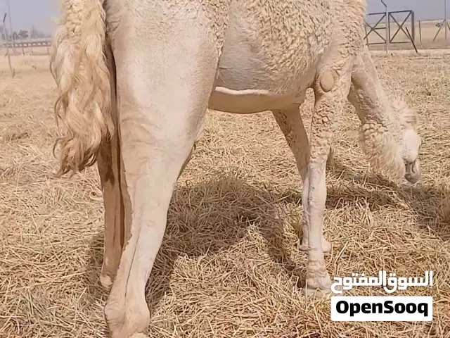 نياق ضحايا طيبات